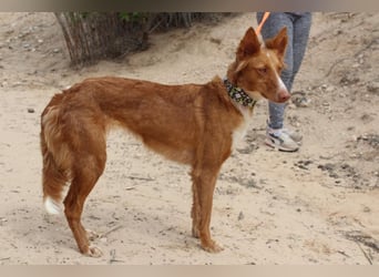 MOON-freundlich, offen, durch und durch sozial lieb sie den Kontakt zu Mensch und Hund