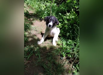 Hundekind „Minou“, ausreisebereit Ende Juni 2025, sucht Familie
