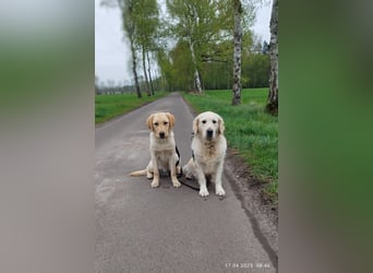 Liebevoller und kerngesunder Labrador Jungrüde in gelb sucht...