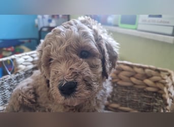 Labradoodlewelpen Rüden ab Mai abgabebereit