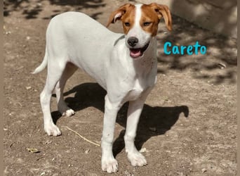 Careto geb. 02/2025 (ESP) - verspielter, kleiner Podenco-Bodeguero Mix Welpe!