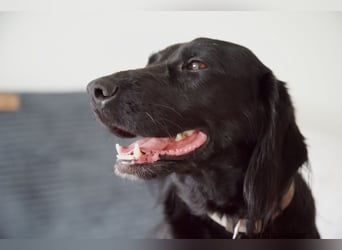 TEQUILA, Spaniel-Mix Rüde, geb.ca. 20.11.2021, sucht seine Familie