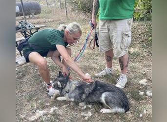 Maya, sanfte Malamute Hündin sucht liebevolle Menschen