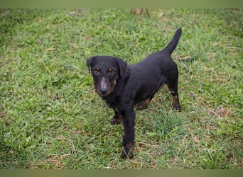 VIKTOR - der Terrier-Mix Rüde träumt von tollen Abenteuern mit seiner eigenen Familie!