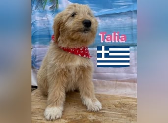 Talia, geb.01/25 - anhängliches Hundemädchen sucht ihre Familie