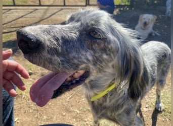 Nadine-liebe, verträgliche Setter-Mix-Hündin sucht ihre Familie