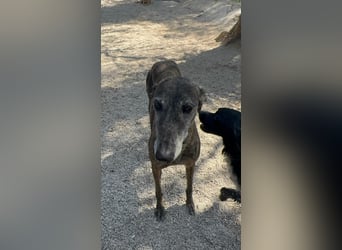 Barquiria, eine freundliche Seniorin