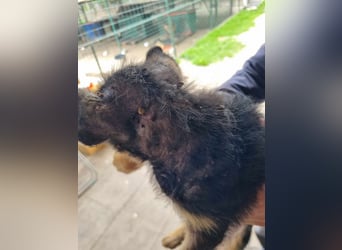 Silny: Hundekind sucht ein Zuhause