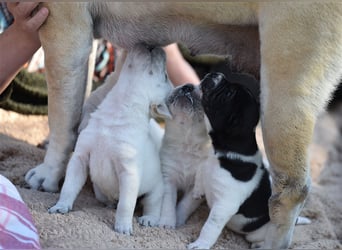 wunderschöne Shar Pei x Labrador Mix Welpen suchen Traumzuhause