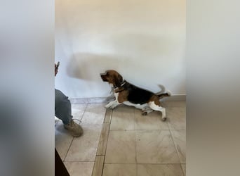 Beagle Mix HUGO (2 Jahre alt) sucht eine Familie!