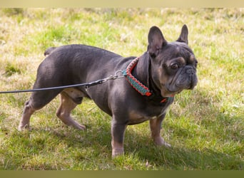 French Hugo - selbstbewusster Bulli - Tierhilfe Franken e.V.