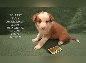 Border Collie-Welpen , black-,choco-,red-white und red-,black-merle