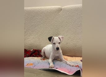 Milka (Spanien) – liebevoll und menschenbezogen sucht ihr Zuhause