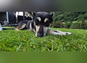 Leyla