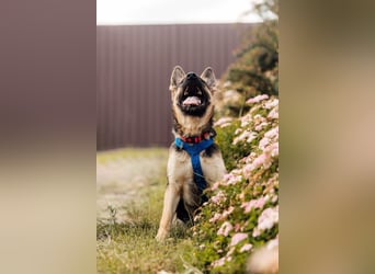 Verspielte Samantha sucht aktives Zuhause