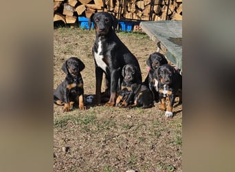 SSB Welpen,  Bracken Welpen