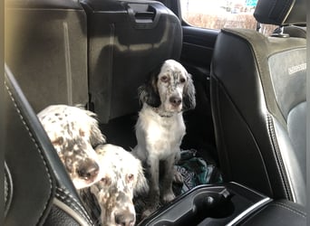 MAVERICK Hunting for Love (FCI) English Setter