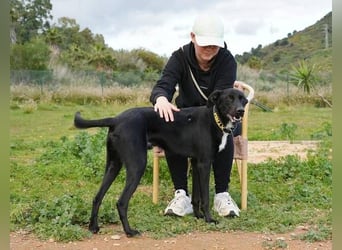 Chili (Spanien) – lebensfroher Galgo-Mischling sucht seine Familie