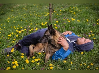Flower-  Liebevolle Malinois-Mix-Hündin sucht ein geborgenes Zuhause