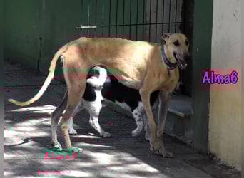 Alma6 geb. 05/2023 (ESP) - freundliche und verschmuste, zierliche Galga!
