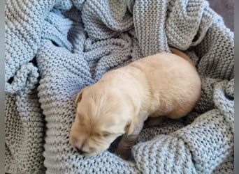 Labradoddle F1