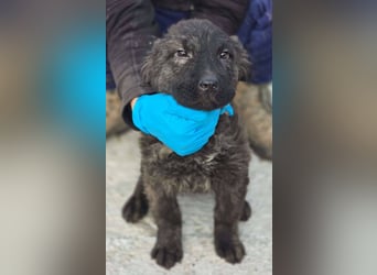 Wunderschön gestromtes Hundekind *Yanu* sucht sein Zuhause für immer