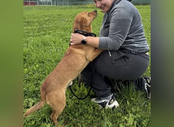 Lio ein Traumwesen