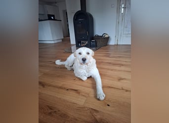Latte sucht noch immer ein zu Hause