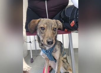 Lailani sucht ein neues Zuhause