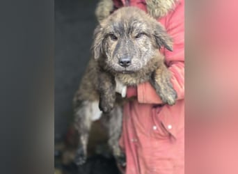 Wunderschön gestromtes Hundekind *Ylva* sucht ihr Zuhause für immer