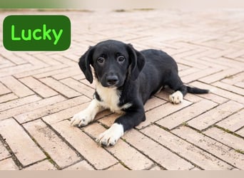 Lucky – auf kurzen Beinen über die Alpen…….