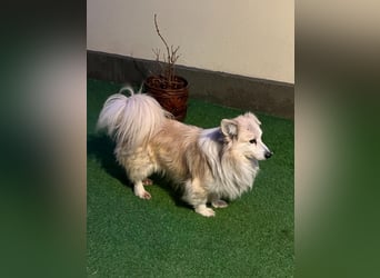 Joey, freundlicher aufgeschlossener Corgi Mischling geb. 2022