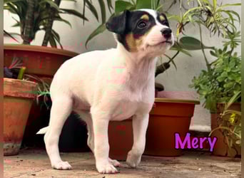 Mery 02/2025 (ESP) - neugierige, kleine Podenco-Bodeguero Mix Welpin!
