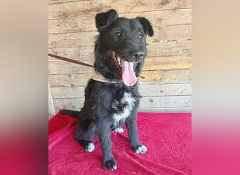 ❤️ superlieber Familienhund JANKO - 2 Jahre, 43cm/15kg - Schnauzer-Mix