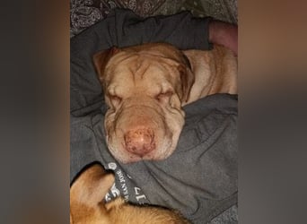 Chester muss unverschuldet sein Zuhause verlassen