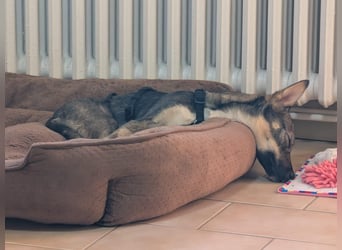 Zarte Tammi sucht dringend Hundekenner mit Herz