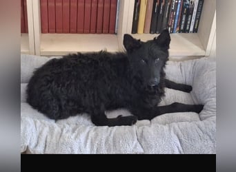 Bony ein Traumhund