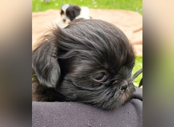 Reinrassige Shih Tzu  Welpen