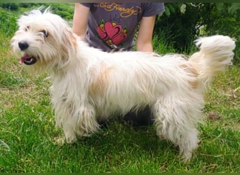 Athena 2, Tibet Terrier Mischling