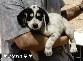 Millie, Marla, Mona und Monja (reserv.) suchen ab Mitte September ein Zuhause