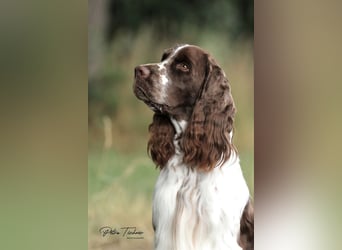 SPRINGER SPANIEL WELPEN