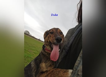 Duke 02/2021 (GRC) - dringend Pflegestelle oder Zuhause gesucht!