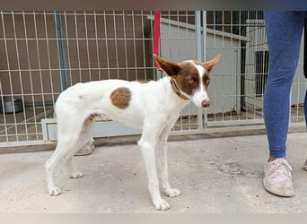 Xisco(PA)  Wunderschöner und sanftmütiger junger Bube