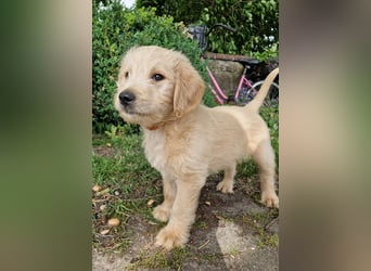 Labradoddle F1