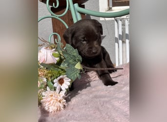 Schoko Labrador Hündin