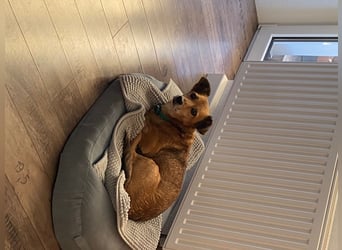 Senior Rudi sucht sein Körbchen