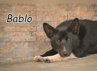 Haben Sie Lust auf ein gemeinsames Leben mit Bablo?