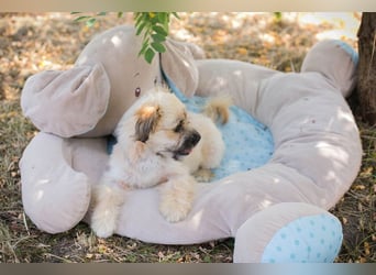 Welpe TOFFIE - wenn ich groß bin möchte ich ein richtiger Familienhund sein!