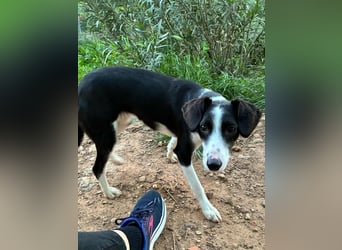 Fröhliche MINNIE lebensfroh, aufgeschlossen, verspielt freut sie sich, das Tierheim zu verlassen