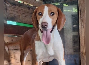 ♥Rosie♥ liebevolle, aktive Bracken-Lady